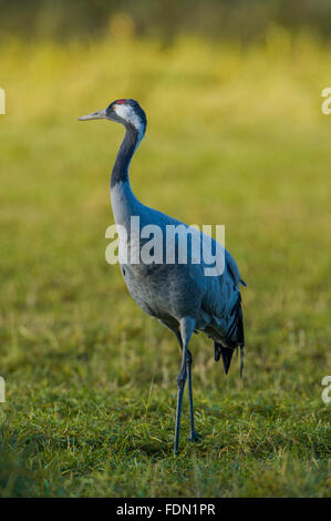 Eurasische oder gemeinsame Kranich (Grus Grus), Erwachsener, Fischland-Darß-Zingst, Mecklenburg-Western Pomerania, Deutschland Stockfoto