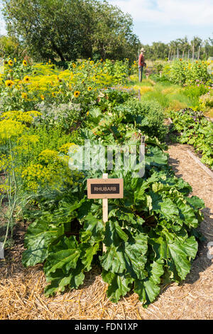 Reihe von Rhabarber in einem Gemeinschaftsgarten, Calgary, Alberta, Kanada Stockfoto