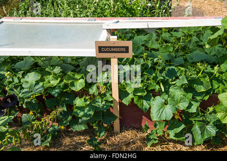 Bett von Gurkenpflanzen in einen Gemeinschaftsgarten, Calgary, Alberta, Kanada Stockfoto