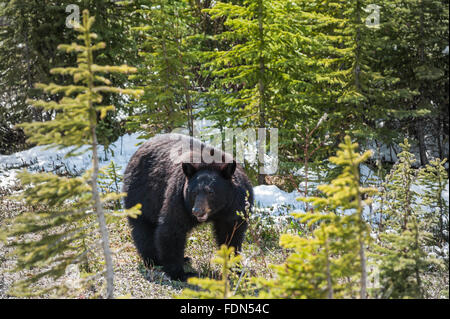 Begegnung mit einem schwarzen Bären in Jasper Nationalpark, Alberta, Kanada Stockfoto