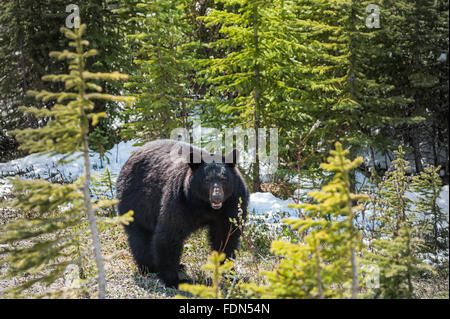 Begegnung mit einem schwarzen Bären in Jasper Nationalpark, Alberta, Kanada Stockfoto