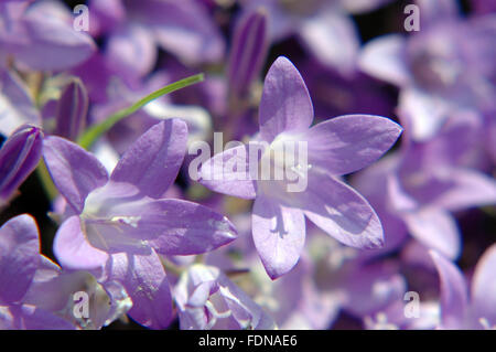 Campanula Portenschlagiana - Blumen und Pflanzen - Naturpark Biokovo - Dalmatien, Kroatien Stockfoto