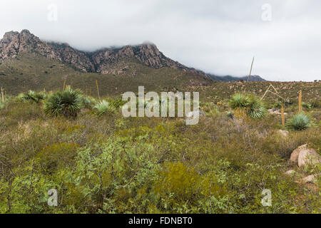 Chihuahua-Wüste Landschaft in Aguirre Frühling Zeltplatz in Organ Mountains – Wüste Gipfeln National Monument, New Mexico, USA Stockfoto