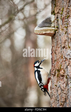 Männlicher Buntspecht thront auf einem Baum, unter einem großen Pilzanbau Stockfoto