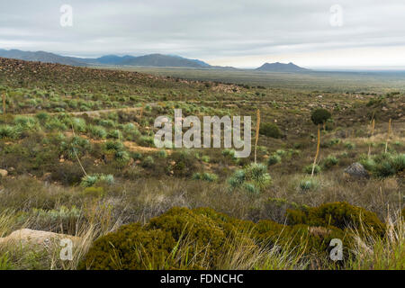 Chihuahua-Wüste Landschaft in Aguirre Frühling Zeltplatz in Organ Mountains – Wüste Gipfeln National Monument, New Mexico, USA Stockfoto