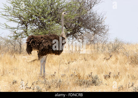 Weibliche Strauß und Küken in der trockenen Savanne Namibias Stockfoto