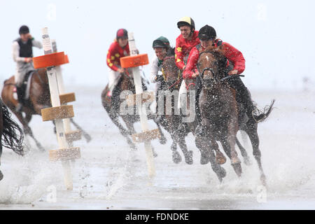 Cuxhaven, Deutschland, Pferde und jockeys beim Rennen Duhner Watt Stockfoto