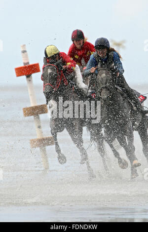 Cuxhaven, Deutschland, Pferde und jockeys beim Rennen Duhner Watt Stockfoto