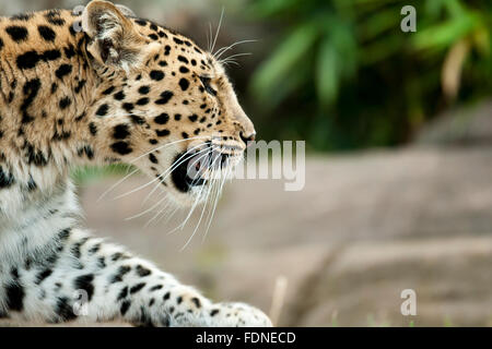 Die Amur-Leopard ist wahrscheinlich die am meisten bedrohten Raubkatze der Welt, mit nur 45 Erwachsene links in freier Wildbahn (nach t Stockfoto