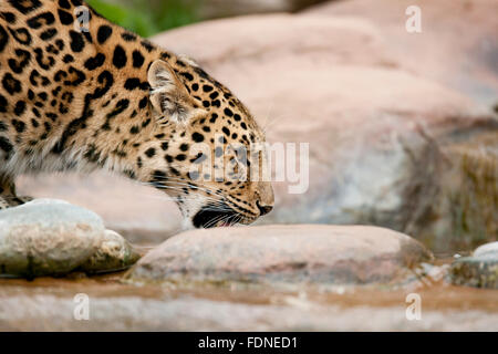 Die Amur-Leopard ist wahrscheinlich die am meisten bedrohten Raubkatze der Welt, mit nur 45 Erwachsene links in freier Wildbahn (nach t Stockfoto