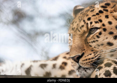 Die Amur-Leopard ist wahrscheinlich die am meisten bedrohten Raubkatze der Welt, mit nur 45 Erwachsene links in freier Wildbahn Stockfoto