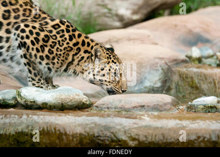 Die Amur-Leopard ist wahrscheinlich die am meisten bedrohten Raubkatze der Welt, mit nur 45 Erwachsene links in freier Wildbahn (nach t Stockfoto