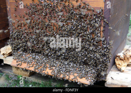 Berlin, Deutschland, Nesselsucht hängt von der Außenwand einen Bienenstock Stockfoto