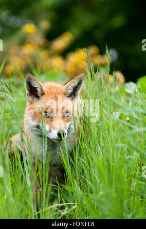 Fox: Geliebt und gehasst im Vereinigten Königreich in gleichem Maße Stockfoto