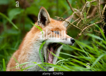 Fox: Geliebt und gehasst im Vereinigten Königreich in gleichem Maße Stockfoto