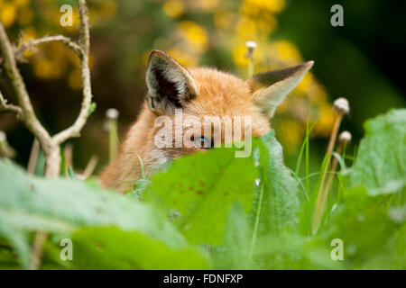 Fox: Geliebt und gehasst im Vereinigten Königreich in gleichem Maße Stockfoto