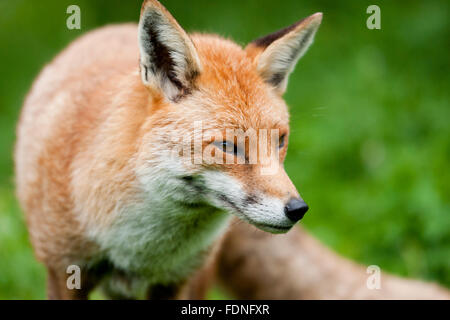 Fox: Geliebt und gehasst im Vereinigten Königreich in gleichem Maße Stockfoto