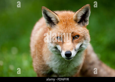 Fox: Geliebt und gehasst im Vereinigten Königreich in gleichem Maße Stockfoto