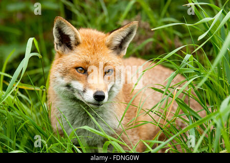 Fox: Geliebt und gehasst im Vereinigten Königreich in gleichem Maße Stockfoto