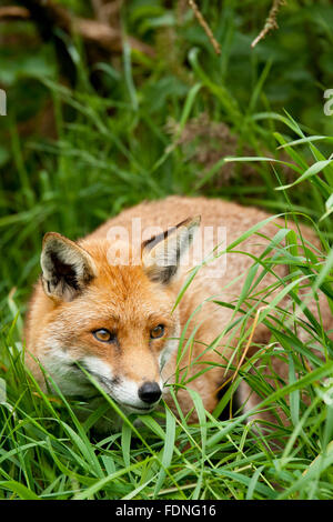 Fox: Geliebt und gehasst im Vereinigten Königreich in gleichem Maße Stockfoto