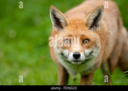 Fox: Geliebt und gehasst im Vereinigten Königreich in gleichem Maße Stockfoto