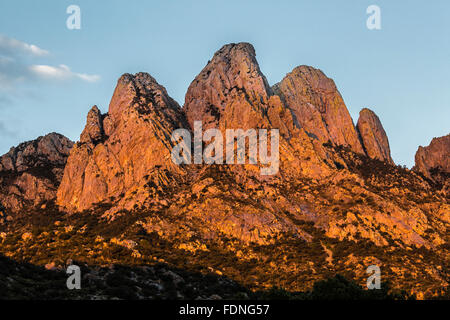 Hasenohren im Morgenlicht betrachtet im Organ Mountains – Wüste Gipfeln National Monument, New Mexico, USA Stockfoto