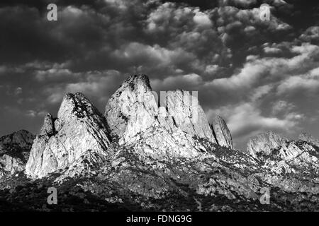 Hasenohren im Morgenlicht betrachtet im Organ Mountains – Wüste Gipfeln National Monument, New Mexico, USA Stockfoto