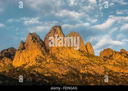 Hasenohren im Morgenlicht betrachtet im Organ Mountains – Wüste Gipfeln National Monument, New Mexico, USA Stockfoto