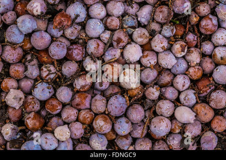 Alligator-Wacholder, Juniperus Deppeana, beerenartigen Zapfen in den Organ Mountains – Wüste Gipfeln National Monument, New Mexico, USA Stockfoto