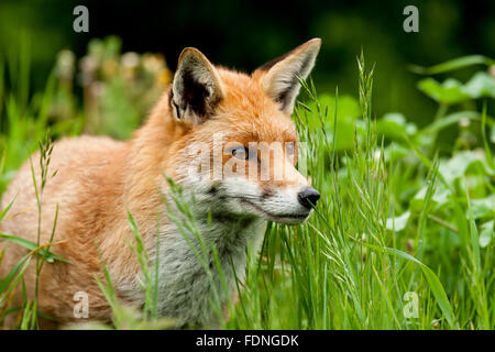 Fox: Geliebt und gehasst im Vereinigten Königreich in gleichem Maße Stockfoto