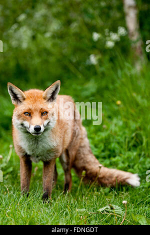 Fox: Geliebt und gehasst im Vereinigten Königreich in gleichem Maße Stockfoto