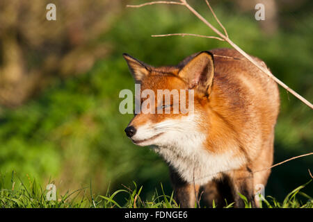 Rotfuchs: Geliebt und gehasst in Großbritannien Stockfoto