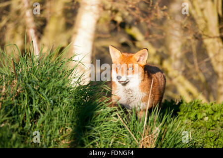 Rotfuchs: Geliebt und gehasst in Großbritannien Stockfoto