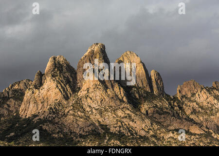 Hasenohren im Morgenlicht betrachtet im Organ Mountains – Wüste Gipfeln National Monument, New Mexico, USA Stockfoto