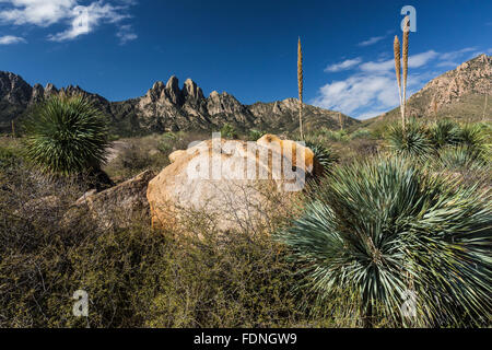 Stacheldraht Blätter der Wüste Löffel, Dasylirion Wheeleri in den Organ Mountains, New Mexico, USA Stockfoto