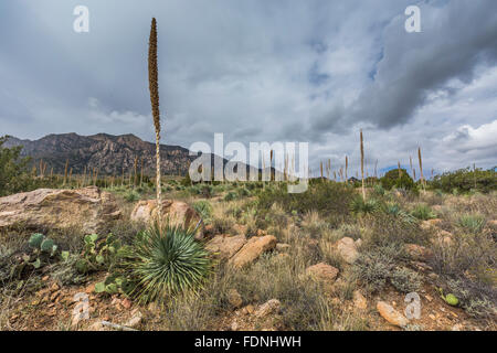 Wüste Löffel, Dasylirion Wheeleri in Organ Mountains – Wüste Gipfeln National Monument, New Mexico, USA Stockfoto