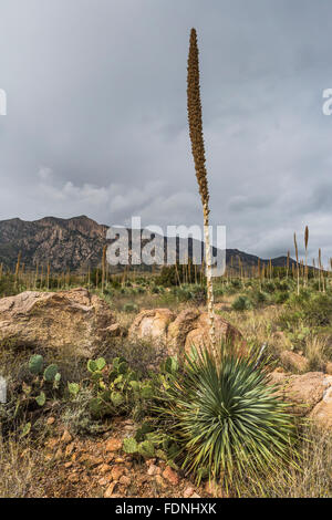 Wüste Löffel, Dasylirion Wheeleri in Organ Mountains – Wüste Gipfeln National Monument, New Mexico, USA Stockfoto