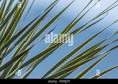 Stacheldraht Blätter der Wüste Löffel, Dasylirion Wheeleri aka Sotol, gemeinsame Sotol und Löffel Blume in Aguirre Frühling Zeltplatz in O Stockfoto