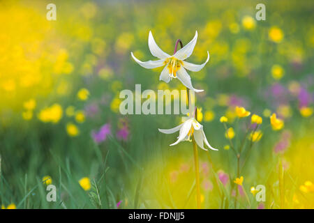 Weiße Fawn Lily, (Erythronium Oregonum), Rest Garry Oak Wiese, Hochland-Park, Victoria (Oak Bay) in British Columbia, Kanada Stockfoto