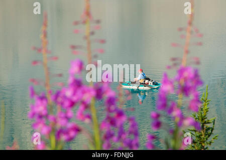 Fischer, Bow Lake, Banff Nationalpark, Alberta, Kanada Stockfoto