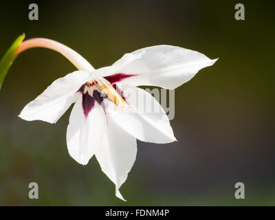 Gladiolus callianthus Stockfoto