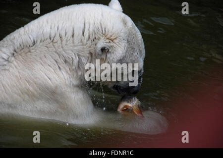 Der Eisbär wartet auf seinen Fisch gefüttert werden Stockfoto