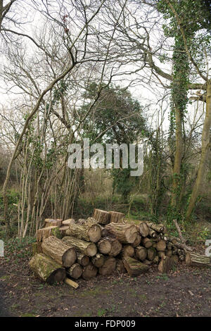 Protokoll-Stapel abholbereit aus dem Wald, Februar 2016 Stockfoto