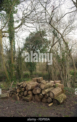 Protokoll-Stapel abholbereit aus dem Wald, Februar 2016 Stockfoto