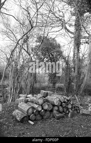 Protokoll-Stapel abholbereit aus dem Wald, Februar 2016 Stockfoto