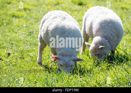 Zwei schöne Schafe weiden auf grüner Wiese Stockfoto