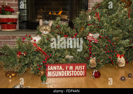 Katze zerstört Weihnachten Stockfoto