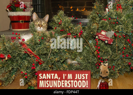 Katze zerstört Weihnachten Stockfoto