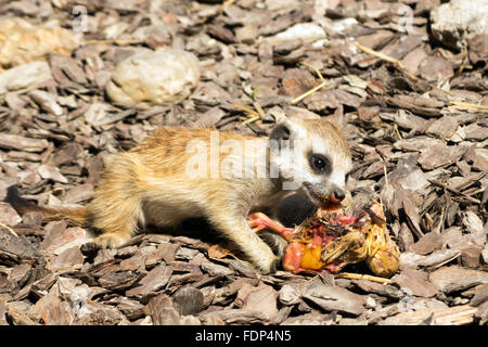 Baby-Erdmännchen (Suricata Suricatta) Essen eine Küken Stockfoto