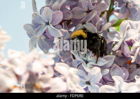 Hummel, lila Blüten bestäuben Stockfoto